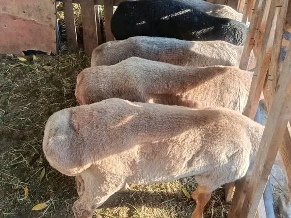 Ovan, Edilbay sheep — Киргистан