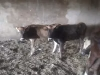 Mucca, Bovini — foto 2