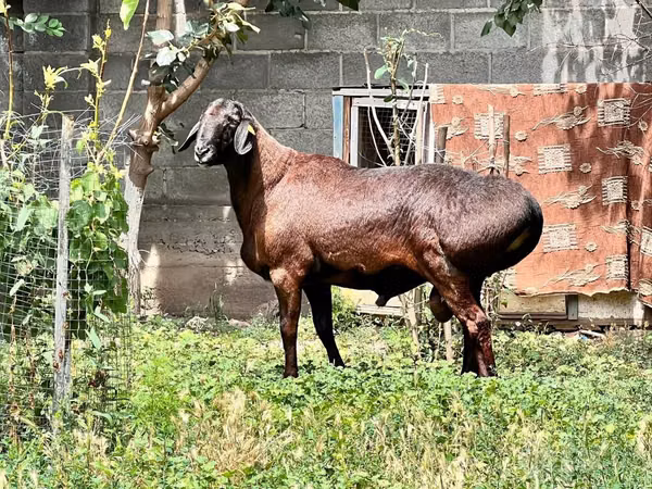 قوچ, گوسفند