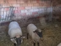 میش, White Suffolk sheep — عکس 1