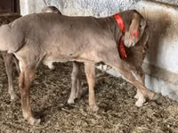 公羊, Sheep — 照片 2