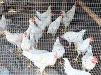 Chickens — عکس 3