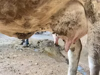 Cow, Alatau breed — photo 2