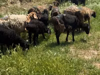 Schapen (partij, geslacht niet gespecificeerd), Schapen — foto 2