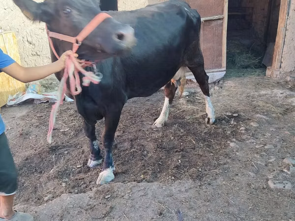 Cow, Brown Mountain