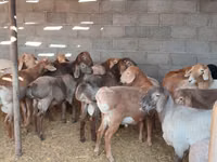Ram, Sheep — photo 2