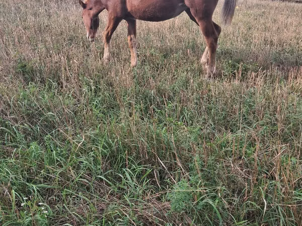 Mare, Horses — Moldova