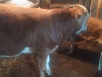 Бух, Simmental cattle — 2 зураг