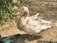Ducks — รูปภาพ 5
