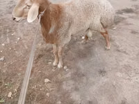 Ram, Rhon sheep — photo 2