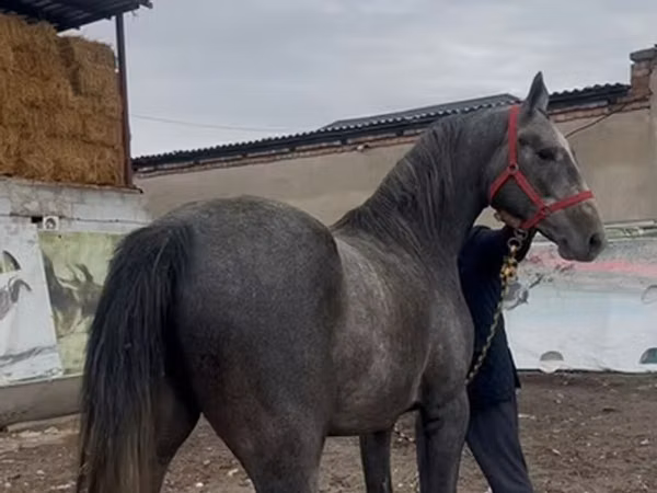 Hing, Orlov Trotter