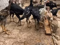 Chickens — Foto 2