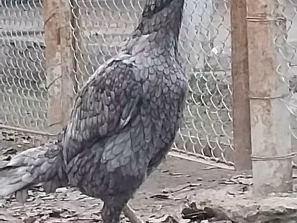 Chickens — جمهوری آذربایجان