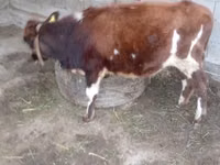 Bull, Swiss cattle — photo 3