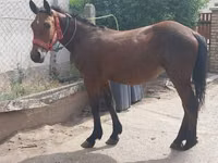 Mare, Horses — photo 2