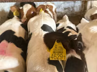 牛只（批次，未指定性别）, Simmental cattle — 照片 2