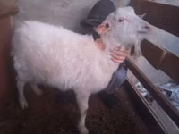 Goat, Goats — photo 2