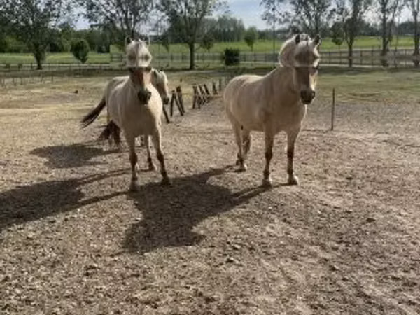 Sto, Fjогd