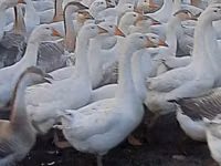 Geese — foto 1