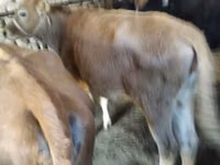 Cow, Cattle — photo 2