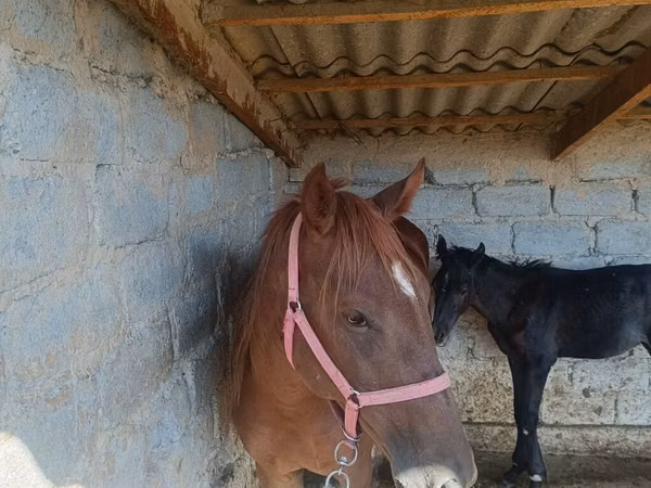 Mare, Horses — Kyrgyzstan