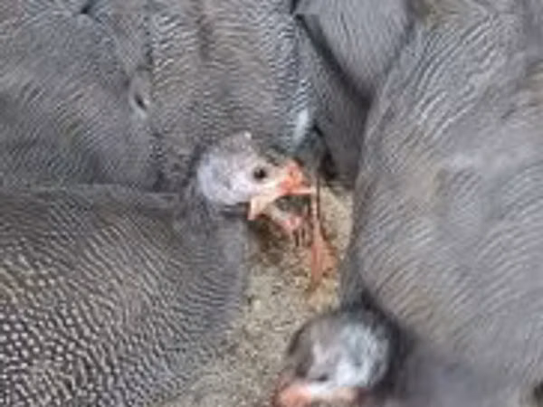 Guinea fowl — Hungary