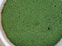 Azolla Starter Pack With a Free Guidance - 2000 Ml — 照片 3