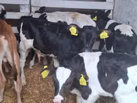 Boğa, Russian Black pied cattle — foto 4