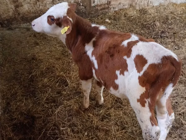 Boğa, Simmental cattle