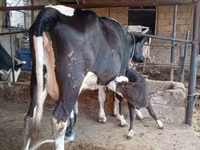 பசு, Russian Black pied cattle — புகைப்படம் 4