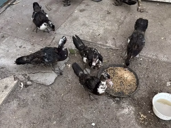 Ducks — Azerbaïdjan
