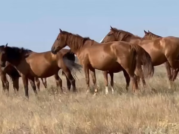 Mare, Horses — Kazakhstan