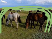 Mare, Horse breed — photo 2