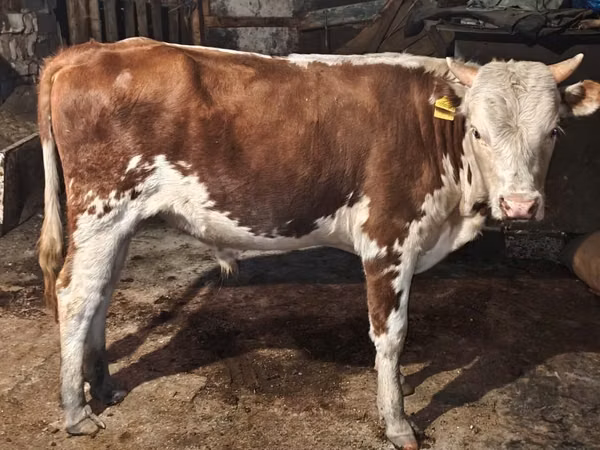 公牛, Kazakh White-headed cow — 哈萨克斯坦