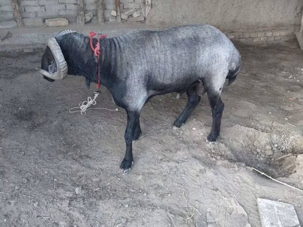 Ram, Sheep — Uzbekistan