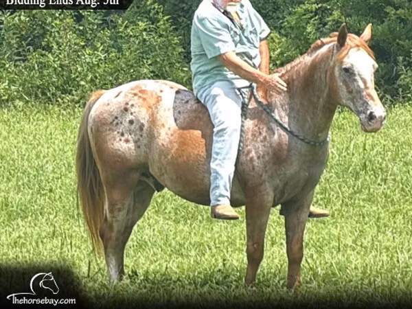 Horse (M), Appaloosa