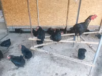 Chickens — عکس 4