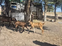 Echki, Nubian Goat — 3-rasm