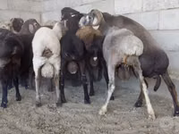 Kambing jantan, Sheep — foto 7
