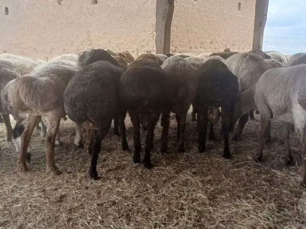 Ram, Sheep — Uzbekistan