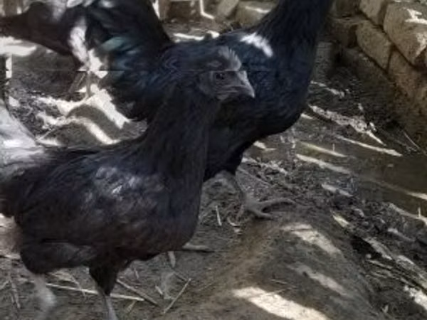 Chickens — Hungary