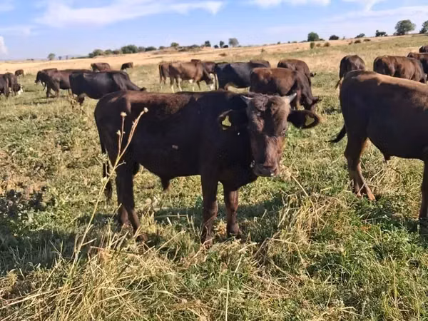 Cow, Aberdeen-Angus — Armenia