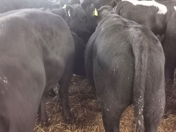 Bull, Aberdeen-Angus