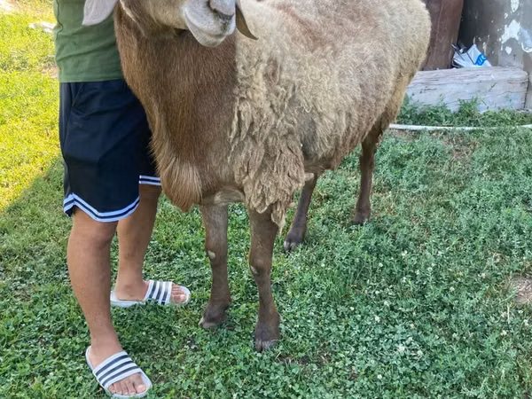 میش, Hissar sheep — قرقیزستان