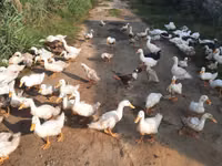 Amerika Pekin — 7-rasm