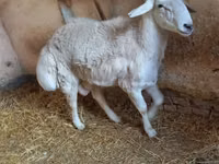 Ram, Sheep — photo 1