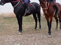 اسب نر, Karabakh horse — عکس 2