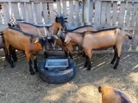 Billy Goat, Alpine goat — photo 1