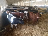 گاو و گوساله (گروه، جنسیت مشخص نشده), Simmental cattle — عکس 2