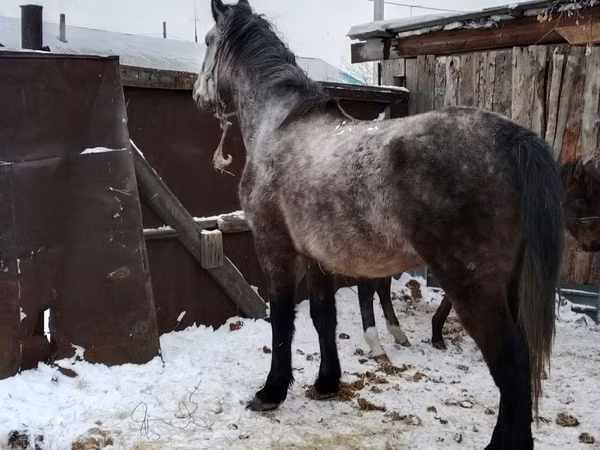 Mare, Horses — Kazakhstan
